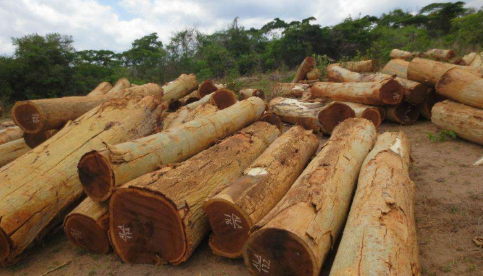 原木板材進(jìn)口報(bào)關(guān)