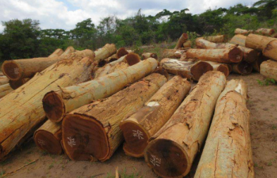 2018原木鈑材進(jìn)口報(bào)關(guān)出口難進(jìn)口更難