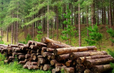 廣州貿(mào)易公司-微凹黃檀進(jìn)口報(bào)關(guān)案例